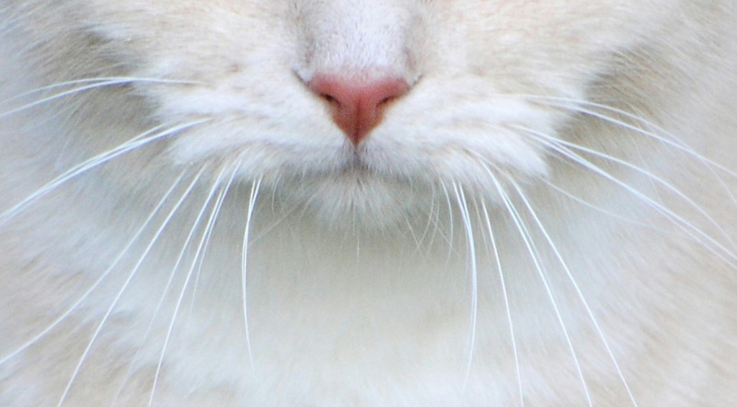 cat-whiskers coach, deventer, omgaan met hoogsensitiviteit, balans, grenzen, assertiviteit, authenticiteit, zelfvertrouwen, coaching, begeleiding, verbinding met jezelf, leiderschap, effectiviteit, zelfzorg, Inge Hoogeveen, persoonlijke groei, professionele ontwikkeling